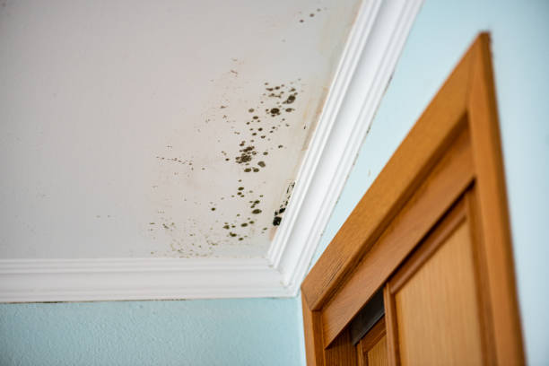 Best Attic Mold Removal  in Mccullom Lake, IL