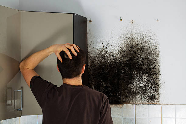 Best Same-Day Mold Removal  in Mccullom Lake, IL